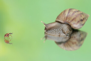 An escargot is walking in a small pond with low water. This mollusk has the scientific name Achatina fulica.