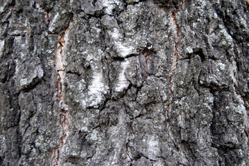 Texture of the bark of a tree. A tree grey bark background. A birch tree bark texture.