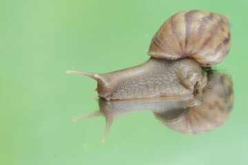 An escargot is walking in a small pond with low water. This mollusk has the scientific name Achatina fulica.