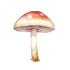 watercolor of Mushroom isolated white background