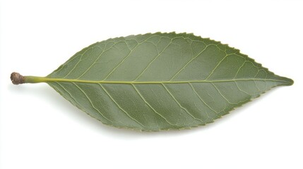 Obraz premium A camellia leaf, small, dark green, and glossy with a finely serrated edge