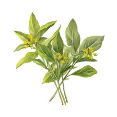 watercolor of Mustard greens isolated white background