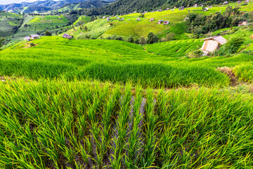 Panoramic nature background from high mountains overlooking the beautiful scenery below, green rice fields, big and small trees, beautiful rugged mountains from the viewpoint.