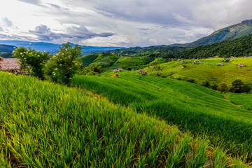 Naklejka premium Panoramic nature background from high mountains overlooking the beautiful scenery below, green rice fields, big and small trees, beautiful rugged mountains from the viewpoint.