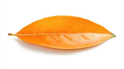 A persimmon leaf, oblong with a smooth texture, turning from green to bright orange