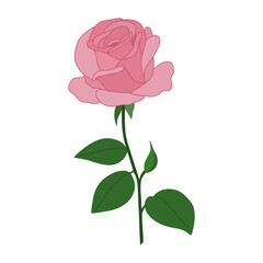 Beautiful pink rose flower. Hand drawn vector illustration isolated on white background. Modern flat cartoon style.