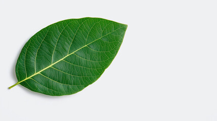 Green Leaf on White, a symbol of purity and vitality, representing nature's tranquility, perfect for wellness themes and promoting a serene lifestyle.