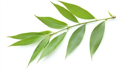 Fototapeta premium A single bamboo leaf, long, narrow, and slightly arching with a bright green hue