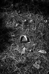 Monochrome vertical photo, garbage on the street among the bushes and grass, decorative vampire teeth in the trash for Halloween, environmental pollution.