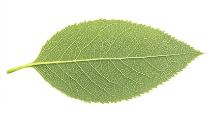 A single elm leaf, elliptical with serrated edges and a bright green hue