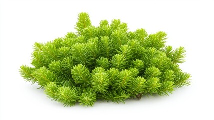 Fototapeta premium A single larch needle cluster, soft and bright green, arranged in a tuft-like shape