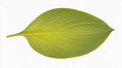 Fototapeta premium A single plantain leaf, broad with parallel veins and a smooth margin, in bright green