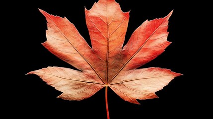 A sugar maple leaf, five-lobed with vibrant orange tones, showing autumn transition
