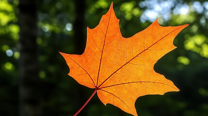 A sugar maple leaf, five-lobed with vibrant orange tones, showing autumn transition