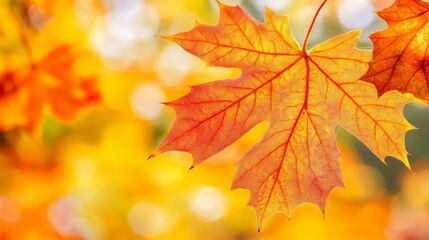 A sugar maple leaf, five-lobed with vibrant orange tones, showing autumn transition