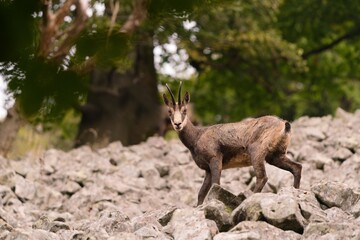 Obraz premium A chamois stans on a stone hill. Rupicapra rupicapra. 