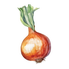 watercolor of onion isolated white background