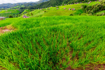 atural background on the mountain with green rice terraces. Pa Bong Piang is one of the beautiful...