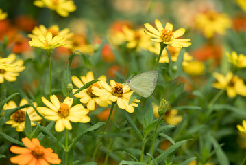 Butterfly in flowers garden, Spring and summer season