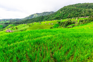 Panoramic nature background from high mountains overlooking the beautiful scenery below, green rice fields, big and small trees, beautiful rugged mountains from the viewpoint.