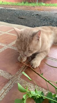 A fluffy light-colored cat is eating catnip.