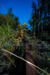 Wild Sea Buckthorn Along Rusted Railroad