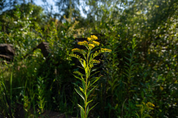 Goldenrod Plant in Sunlit Forest