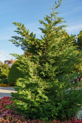 Lush green cupressocyparis Leylandii on embankment of city-resort of Anapa. Fresh wallpaper and nature background concept