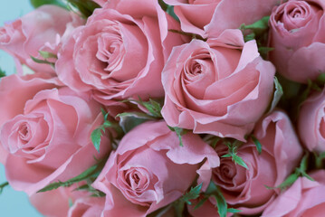 Delicate rosebuds on a blue background close up