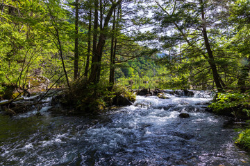 日本の風景・初夏　長野　新緑の上高地　明神池