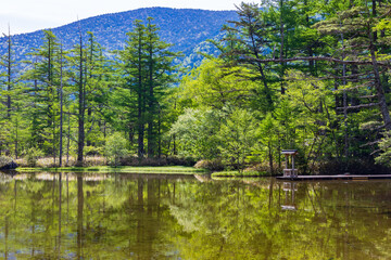 日本の風景・初夏　長野　新緑の上高地　明神池