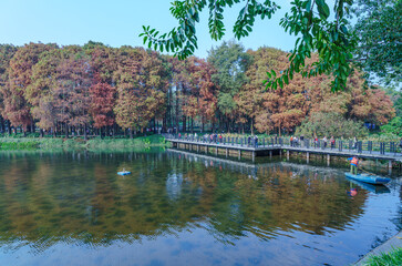 A grove of fallen cedar trees reflecting on the water at the park lake in the fall