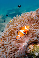 Clown fish living in a sea anemone. Underwater life photos.