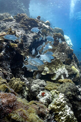 Jack fish swims on a coral reef in the tropical waters of Koh Tao, Thailand.