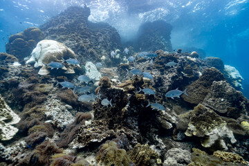 Jack fish swims on a coral reef in the tropical waters of Koh Tao, Thailand.