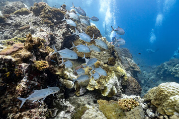 Jack fish swims on a coral reef in the tropical waters of Koh Tao, Thailand.