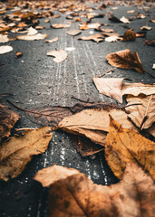 autumn leaves on the ground