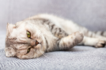 Gray scottish fold posing on gray couch