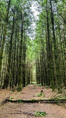 Footpath in the Forest