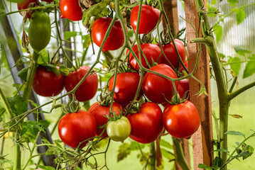 Bunch of ripe tomatoes in a greenhouse