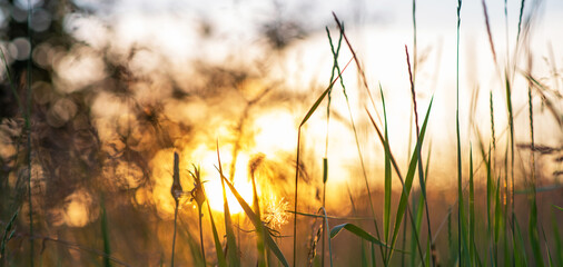 the delicate interplay of light and shadow as the sun sets, its rays peeking through the lush grass, highlighting the intricate silhouettes of wildflowers and seed heads