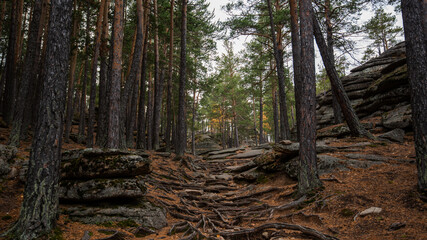 Pine forest path meanders through a landscape of rugged boulders and intertwined roots, where the earthy brown hues of the forest floor contrast the grey stone and the dark vertical lines of tree.