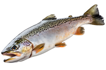 Obraz premium Raw trout fish on transparent background