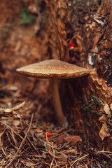 A large brown mushroom Pluteus Cervinus stands beside a tree trunk, surrounded by dry leaves