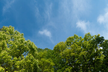 春の晴れた日　青空と美しい新緑の木々