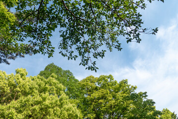 春の晴れた日　青空と美しい新緑の木々
