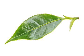 Fototapeta premium One tea leaf on transparent background