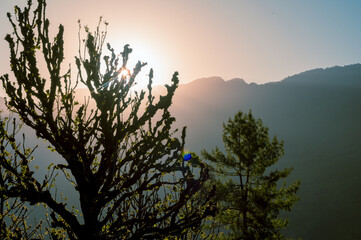 Sunrise over the mountains. Silhouette of a tree. Sunrise is in the hills of the Himalayan village of Raila, Himachal Pradesh, India.	