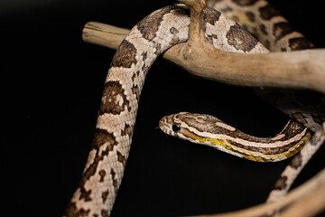 Corn Snake (Anerythristic) with wood stick isolated on black background.