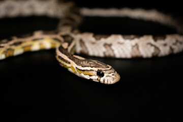 Close-up Corn Snake (Anerythristic) isolated on black background.